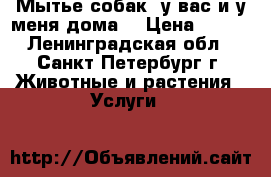 Мытье собак( у вас и у меня дома) › Цена ­ 800 - Ленинградская обл., Санкт-Петербург г. Животные и растения » Услуги   
